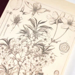 Hobonichi Plain Notebook Yamazakura A6 -Creative Corner Deals Store hobonichi hobonichi plain notebook yamazakura a6 4