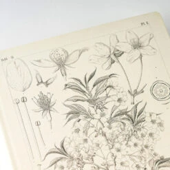 [sold Out] [ENG] HON A5 Tomitaro Makino 2024 Hobonichi Techo -Creative Corner Deals Store hobonichi sold out eng hon a5 tomitaro makino 2024 7